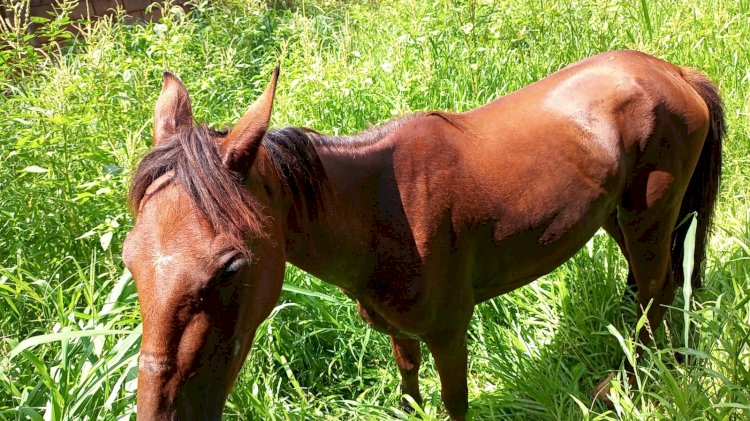 Animal apreendido pela Secretaria de Meio Ambiente e Causa Animal está disponível para retirada