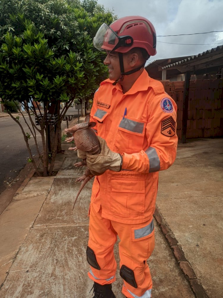 *Bombeiros realizam captura de animais silvestres em Ituiutaba e Gurinhatã*