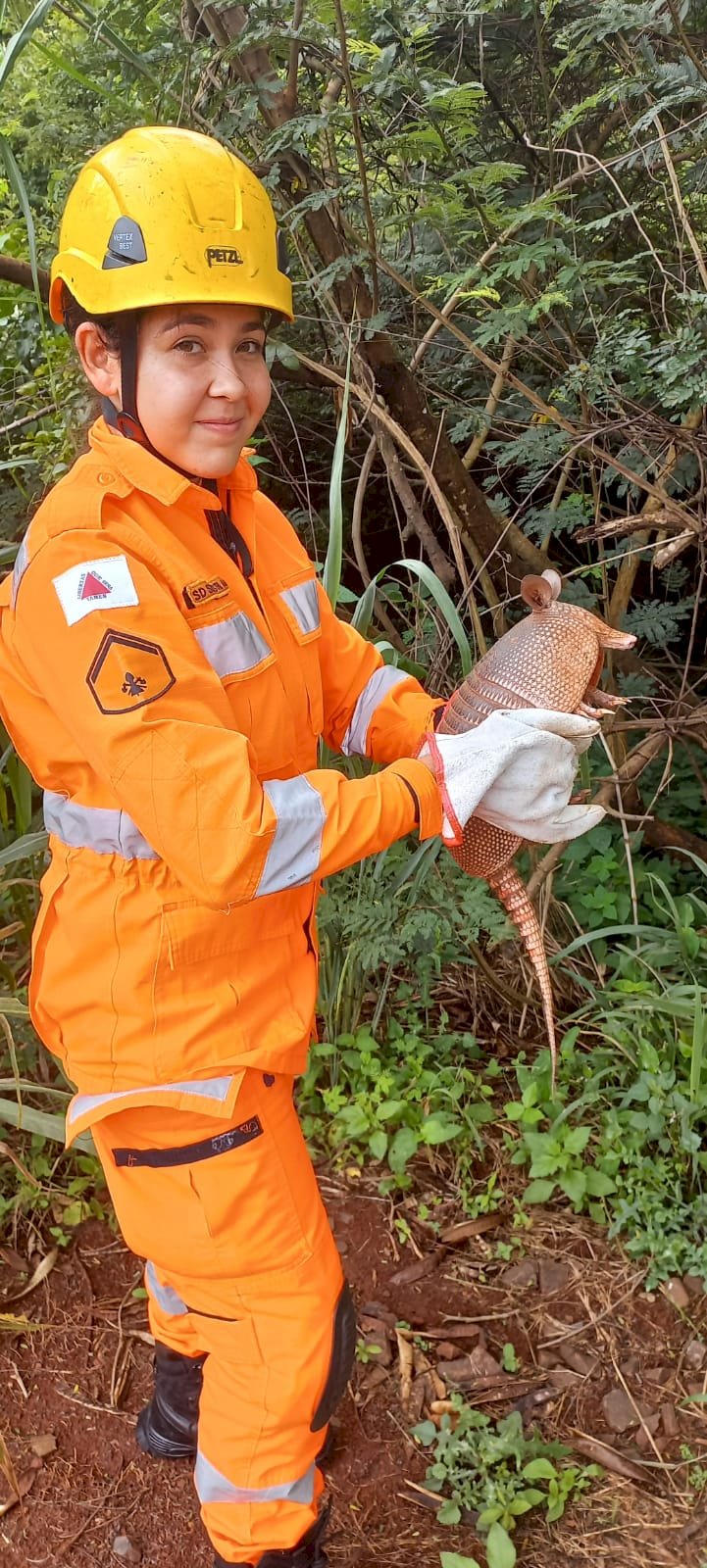 *Bombeiros realizam captura de animais silvestres em Ituiutaba e Gurinhatã*