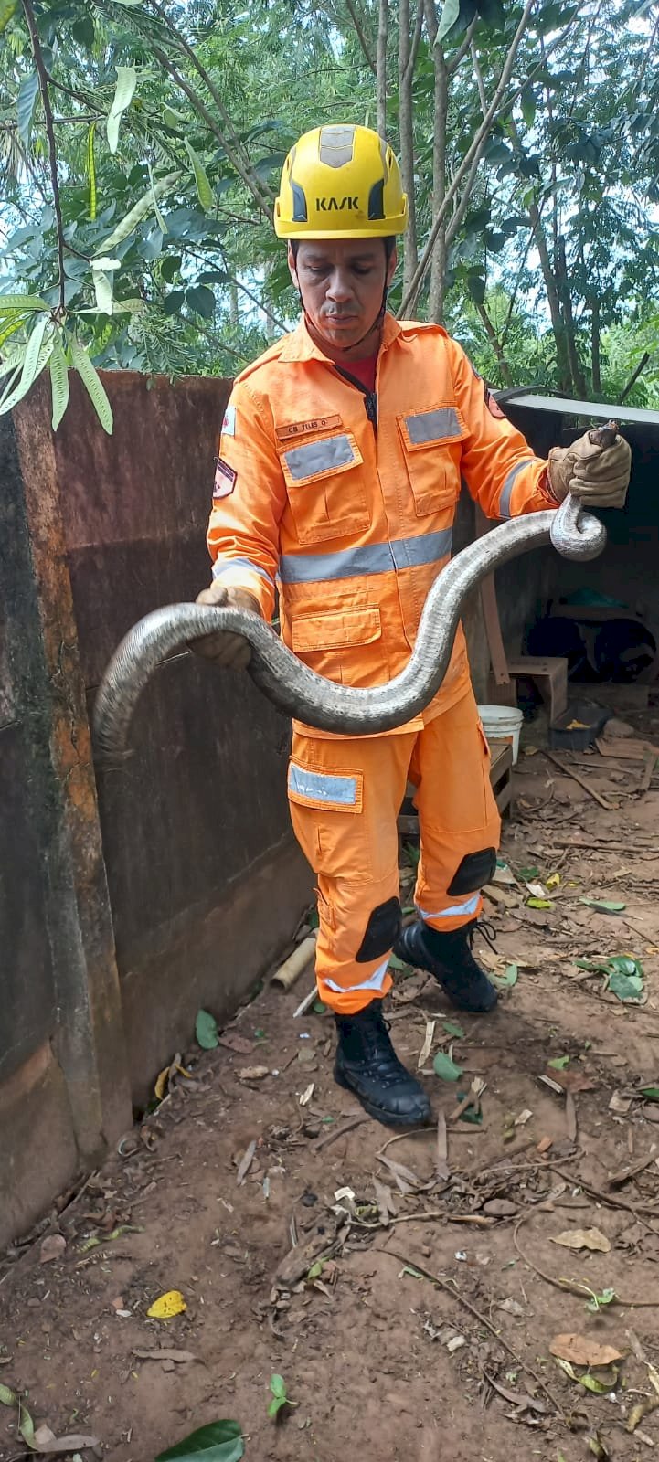 *Bombeiros realizam captura de animais silvestres em Ituiutaba e Gurinhatã*